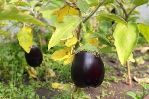  Gelbe Auberginenblätter schließen oben