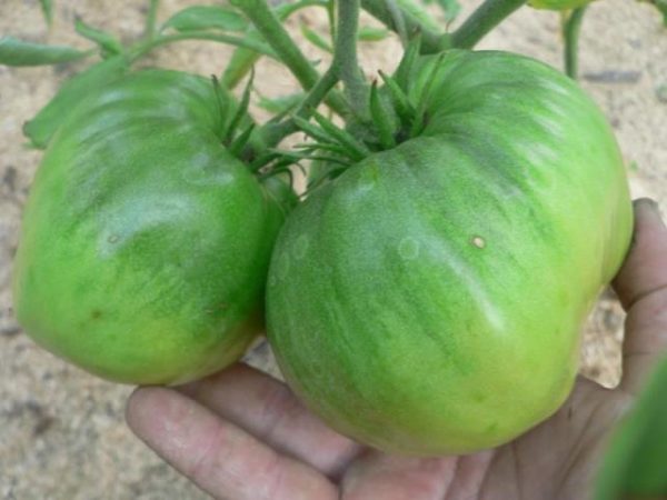  Mehr grüne Früchte des Tomaten-Monomakh-Hutes