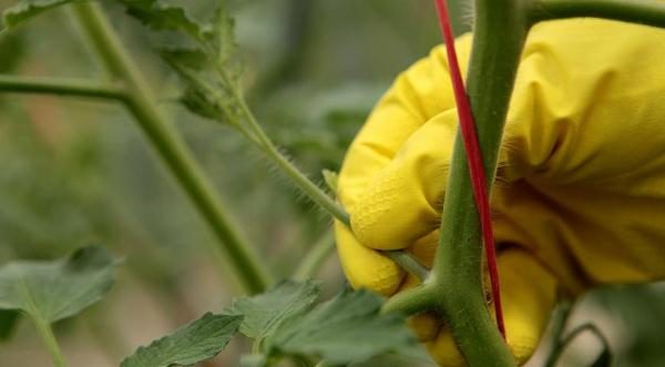  Wenn Sie die Trittbrettchen von Tomaten nicht entfernen, entwickeln sie sich kräftig und die Pflanze wird zu einem Strauch mit vielen Stielen und zahlreichen Blüten