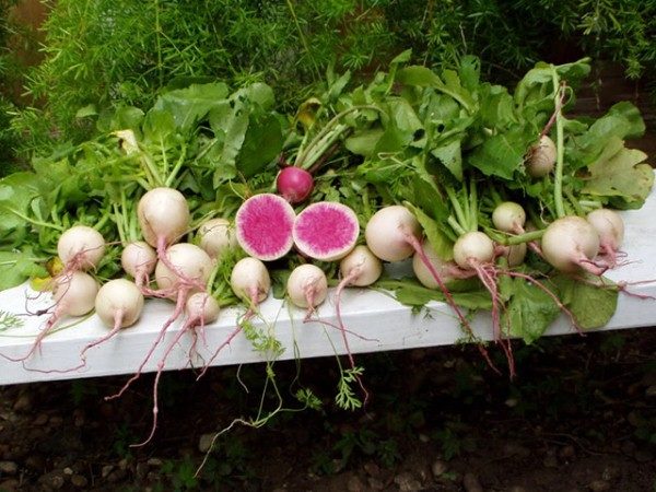  Ernährungswissenschaftler empfehlen aufgrund ihres niedrigen Kaloriengehalts, Margilan-Radieschen in die Ernährung aufzunehmen.