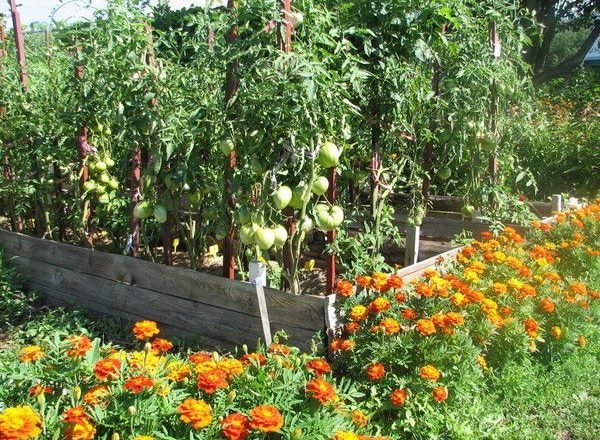  Siderata für Tomaten