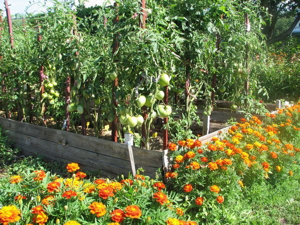  Siderata für Tomaten