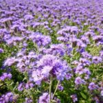  Phacelia