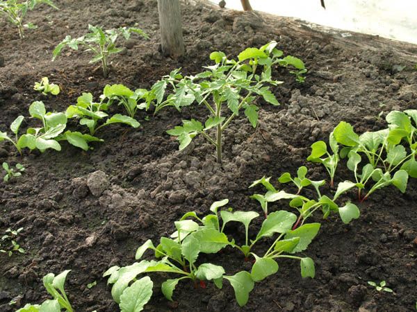  Rettich kann Tomaten vor Nematoden schützen