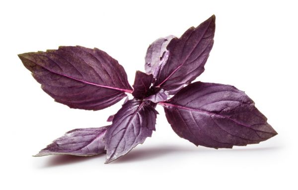  Feuilles de basilic violet ont une saveur plus nette