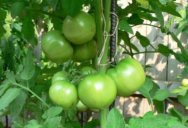  Für das erfolgreiche Wachstum von Tomaten müssen Sie, entsprechend der Wachstumsperiode, zusätzliche Fütterungen vornehmen