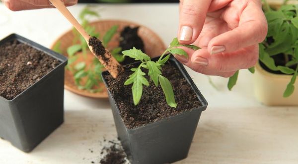  Le marinage des plantules est effectué dans la phase de 2-3 feuilles vraies.