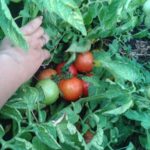  Les meilleures tomates à faible croissance