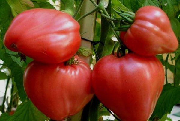  Die besten Determinanten von Tomaten für Gewächshäuser in Sibirien