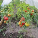  Les meilleures tomates à faible croissance