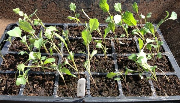  Les semis de brocoli en plongée sont efficaces lorsque les semis atteignent 2 semaines