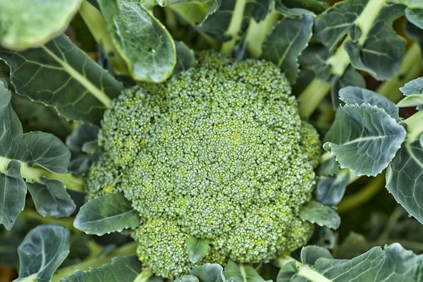  Le brocoli est cueilli jusqu'à ce que les fleurs s'ouvrent.