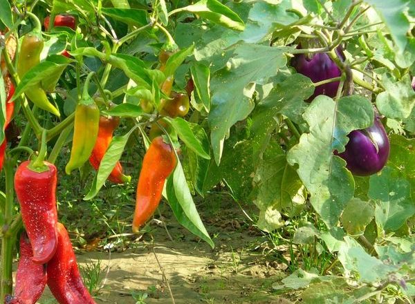  L'aubergine du quartier avec d'autres légumes en serre