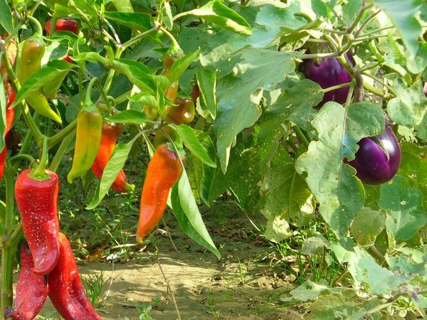  L'aubergine du quartier avec d'autres légumes en serre