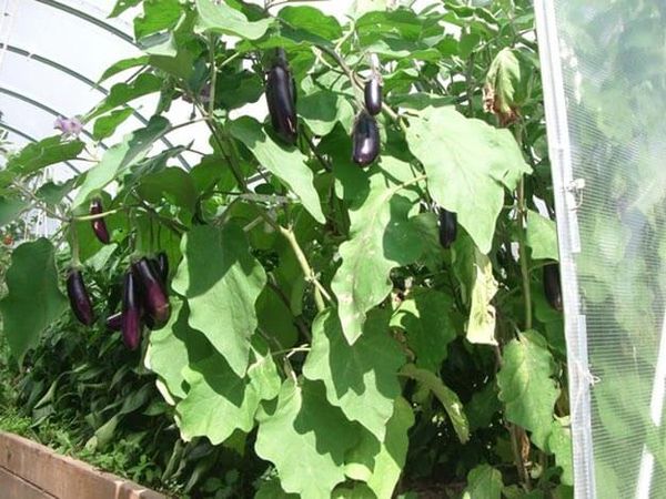  Gardez à l'esprit que les aubergines ont besoin de beaucoup d'air chaud et sec.