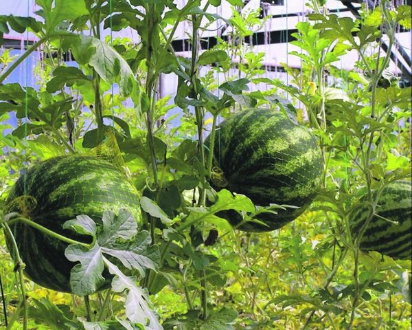  Wassermelonen sind perfekte Nachbarn für Auberginen