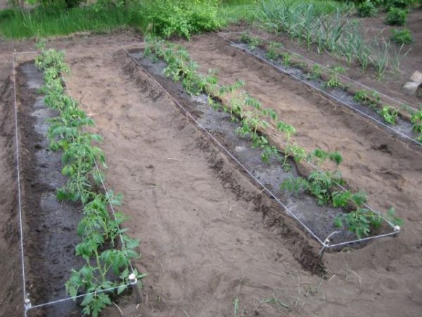  Sugar Bison Garden Bed mit Tomaten