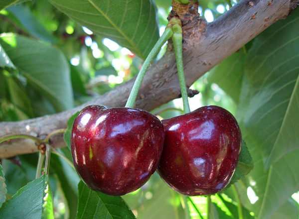  Coeur de taureau doux cerise