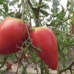  Die ertragreichsten Gewächshaus-Tomaten aus Polycarbonat