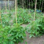  Les avantages de la culture de tomates hautes