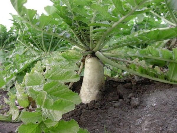  Das Lösen des Bodens für Daikon muss wöchentlich erfolgen.