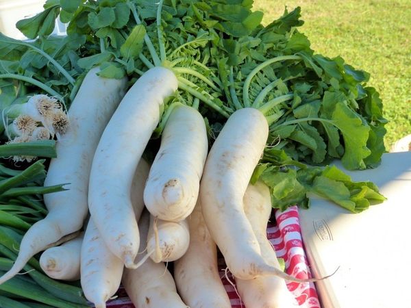  Daikon-Früchte können je nach Sorte unterschiedliche Formen und Gewichte haben.