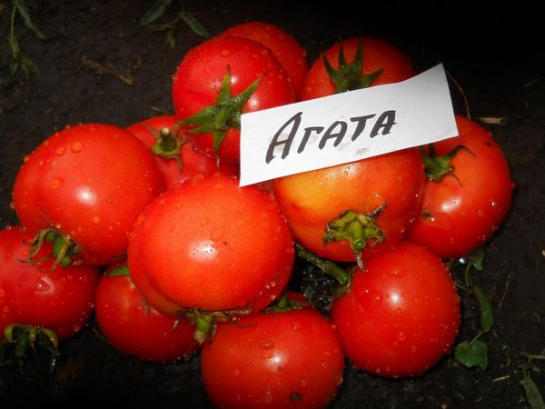  Das durchschnittliche Gewicht der Früchte einer Sorte - 100 Gramm