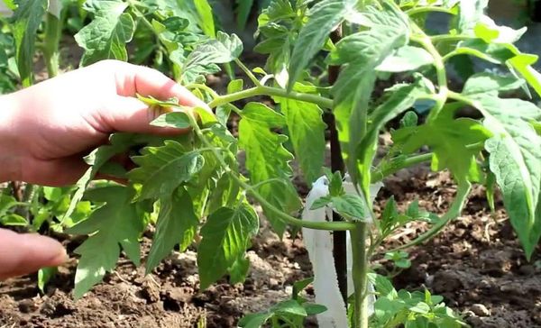  Passer et nettoyer les feuilles inférieures est très important pour les arbustes de cette variété.