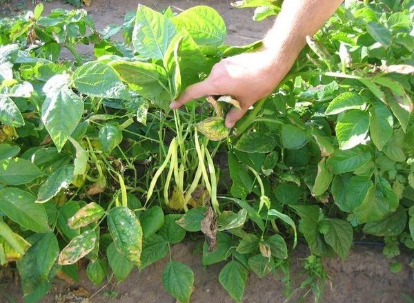  Soins et plantation de haricots en plein champ