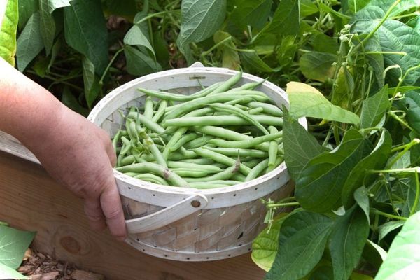  Die Erntezeit hängt von der Ernteart ab