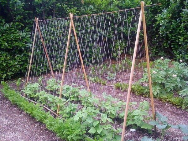  Treillis en corde pour le curling des haricots asperges