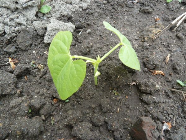  Les haricots aiment l'eau, vous ne devez donc pas laisser le sol sécher