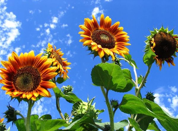  Wachsende dekorative Sonnenblume