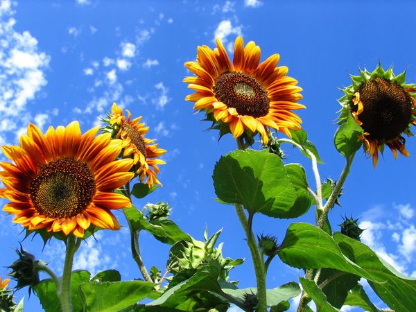  Wachsende dekorative Sonnenblume