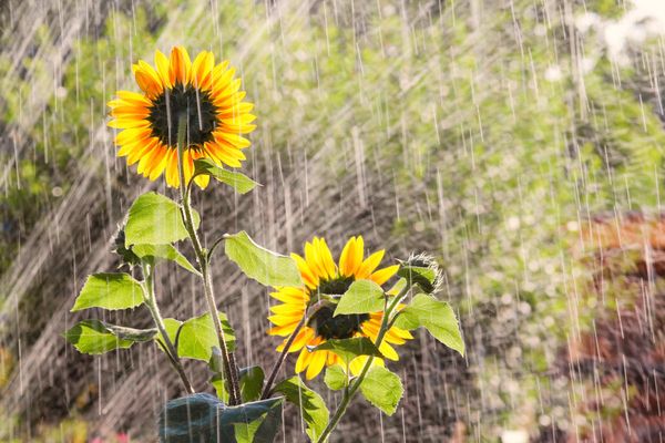  L'arrosage d'un tournesol décoratif doit être effectué fréquemment et abondamment.