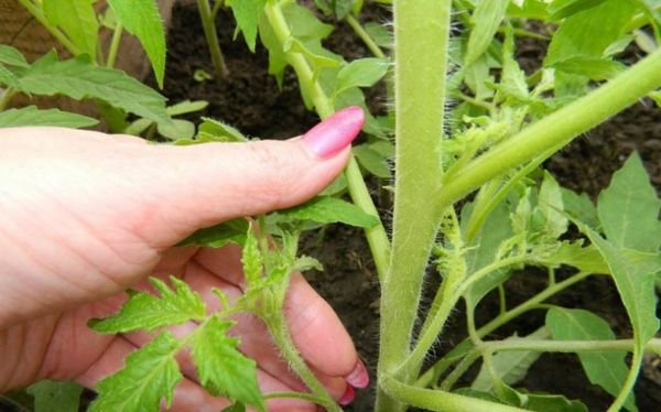  Si les branches ne forment pas de fruits, il faut les enlever