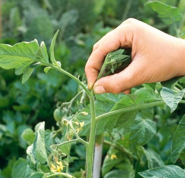  Die Oberseite eines Tomatenbuschs kneifen