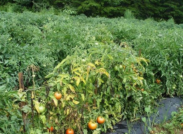  Tomate flétrissure au fusarium