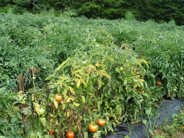  Tomaten verwelken Fusarium