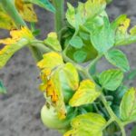  Fusarium verteilt sich auf Tomaten, angefangen bei den unteren Blättern