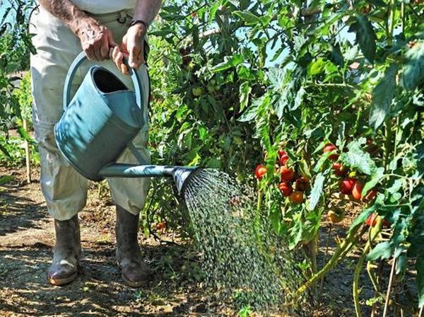  La cause de la maladie peut être le mauvais mode d'arrosage.