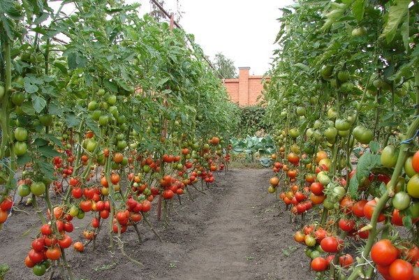  Hohe Tomaten für offenes Gelände