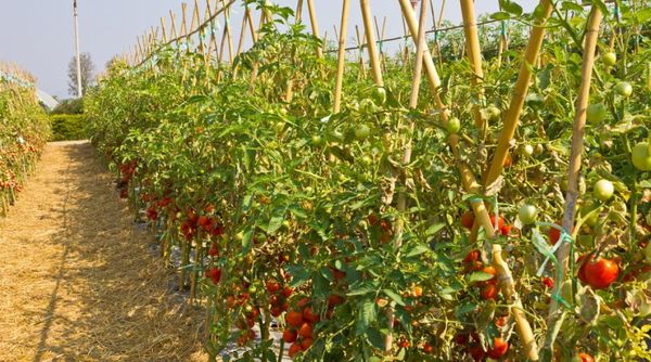  Tomaten für offenes Gelände