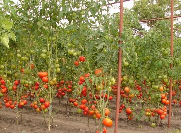  Tomaten für Freiland in Weißrussland