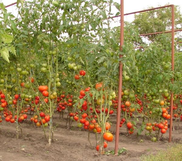  Tomates pour un terrain découvert en Biélorussie