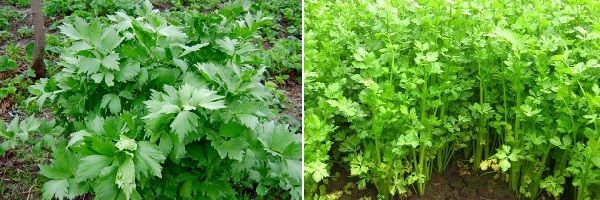  Céleri et lovage