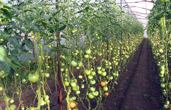  Krankheiten von Tomaten im Gewächshaus