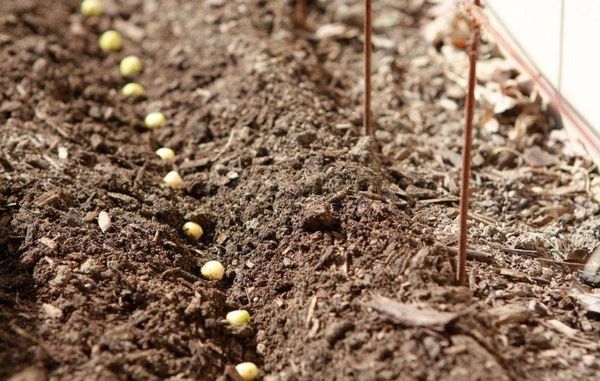  Erbsen können im Frühjahr gepflanzt werden, sobald sich der Boden erwärmt