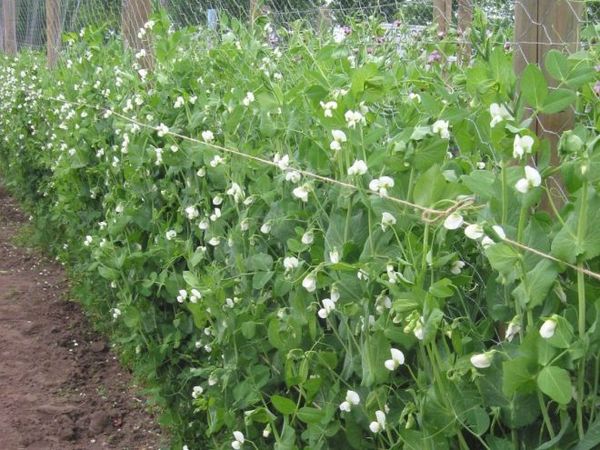  Les variétés hautes de pois doivent être plantées selon le schéma 70x70