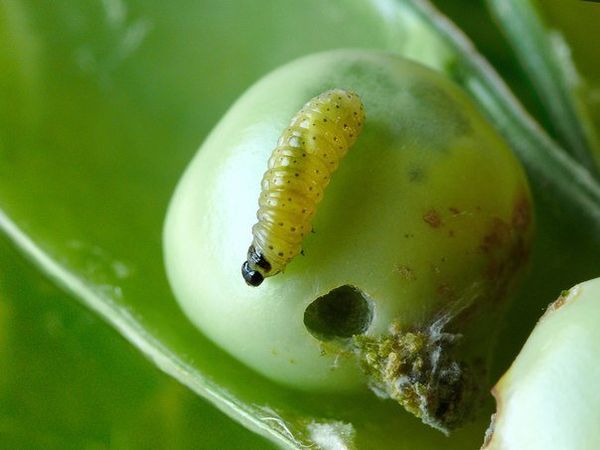  Erbsenmotte ist der schlimmste Feind der Erbsen